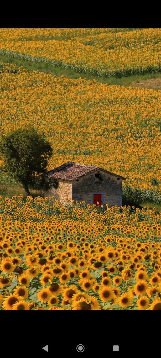 زمین ۸۰۰ متری