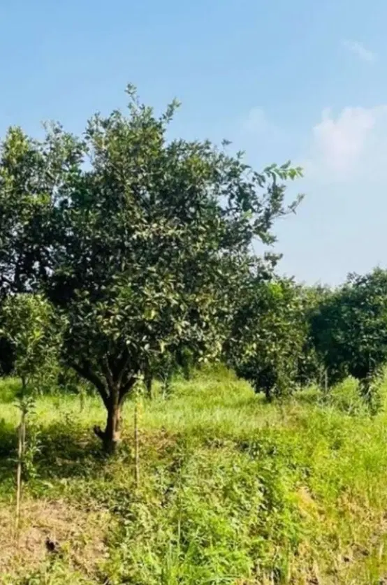 زمین باغشهری کدیان