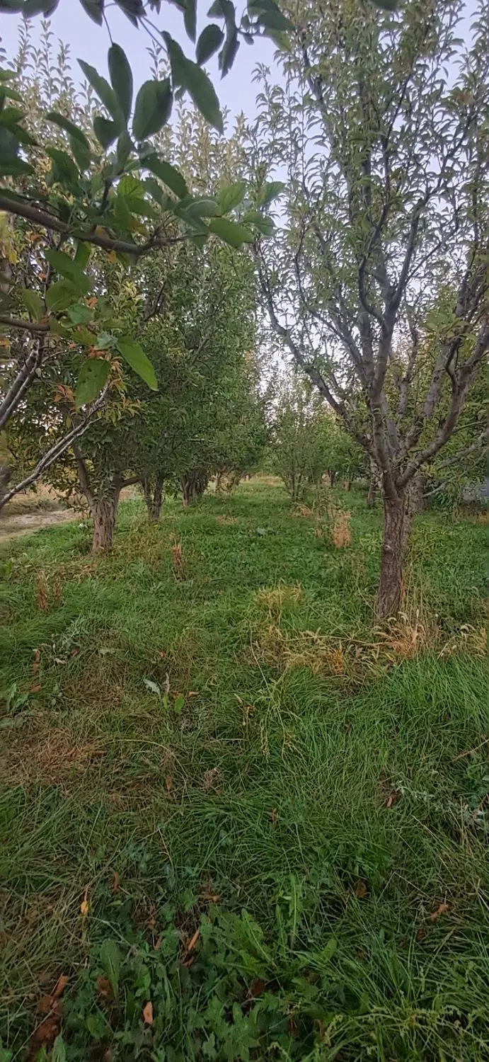 زمین کشاورزی ۵۰۰ متر