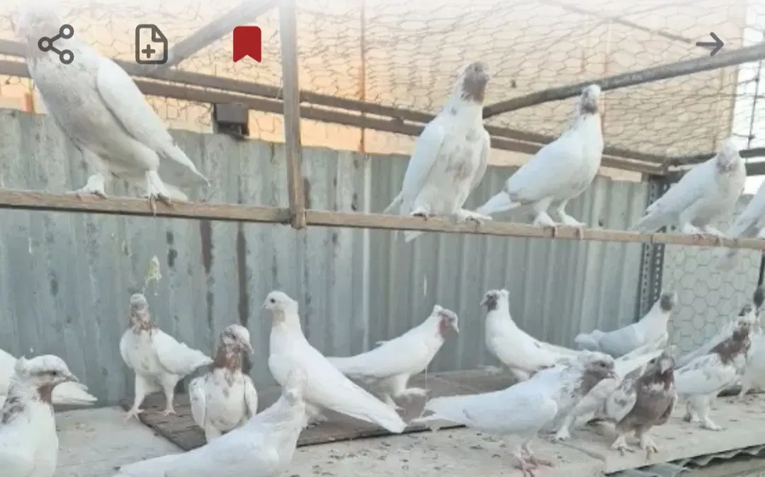 پشت بام برای اجاره