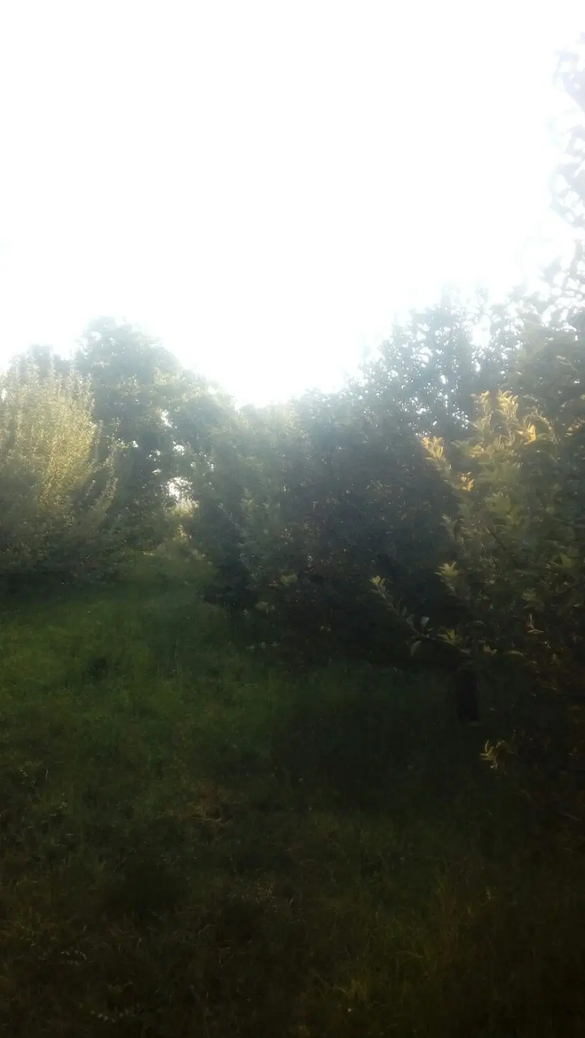 باغ سیب درروستای بالانج