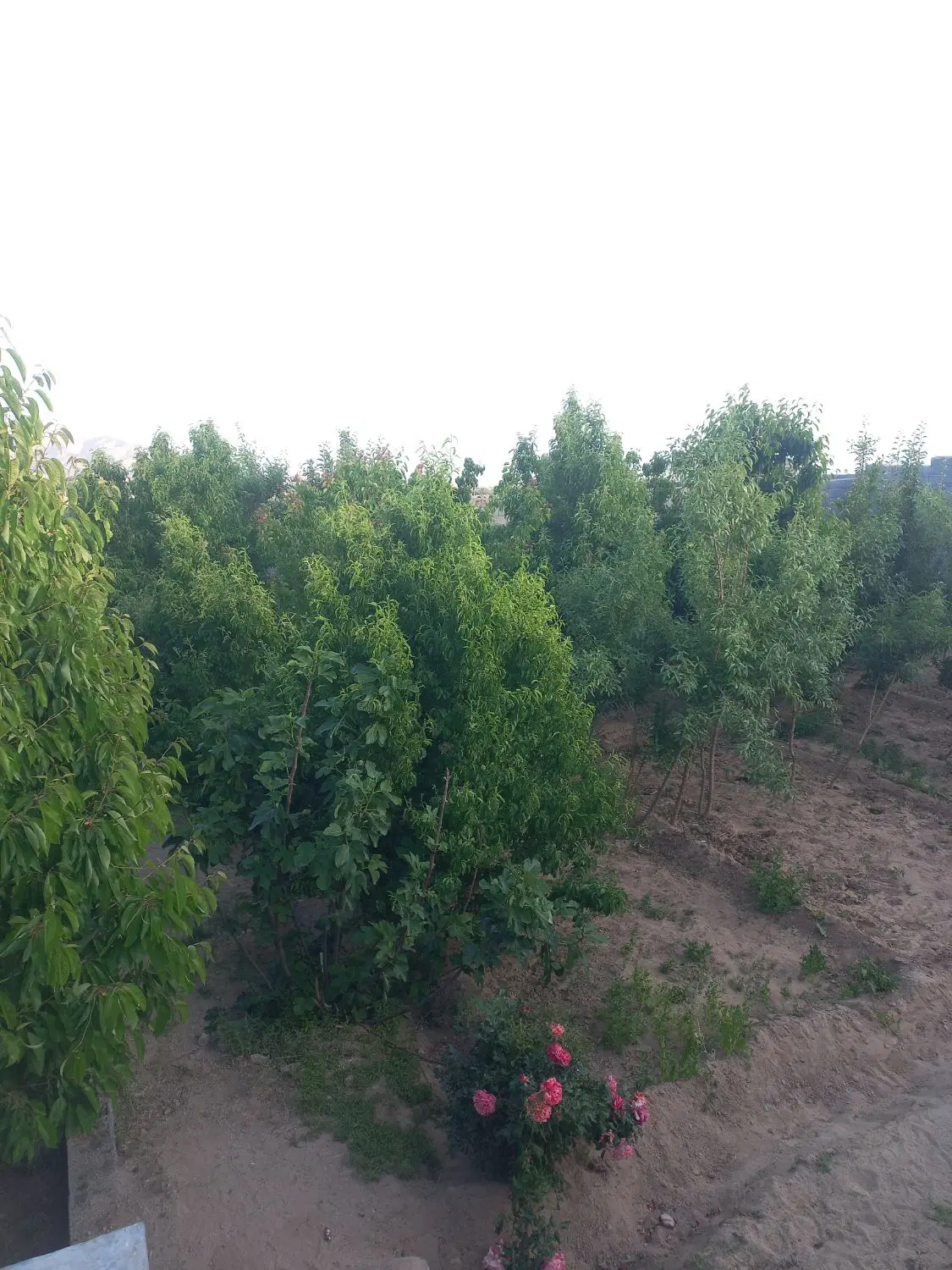 ۳۰۰ متر زمین زردین شرایط پرداخت منعطف