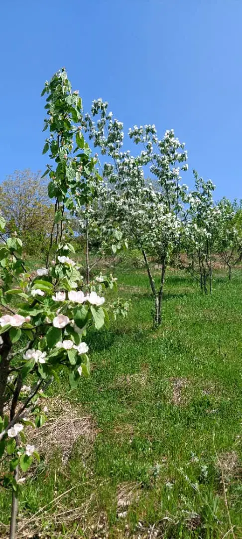 باغ میوه الهادی رامیان