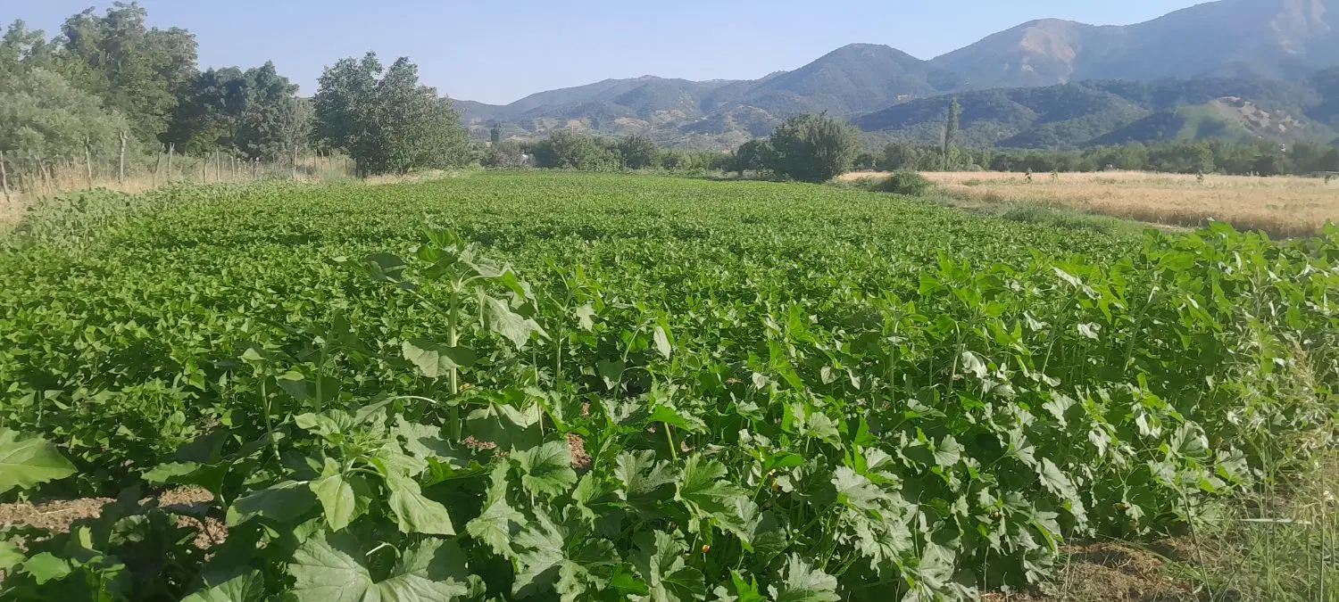 ۶۰۰۰ متر زمین کشاورزی