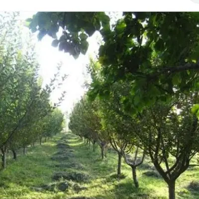 باغ نقلی میوه
