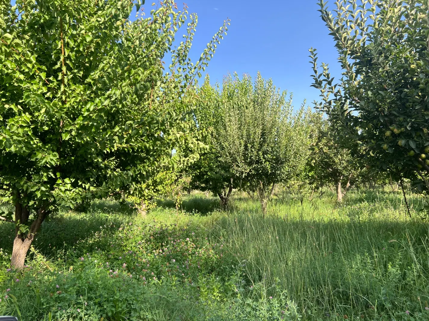 باغ میوه