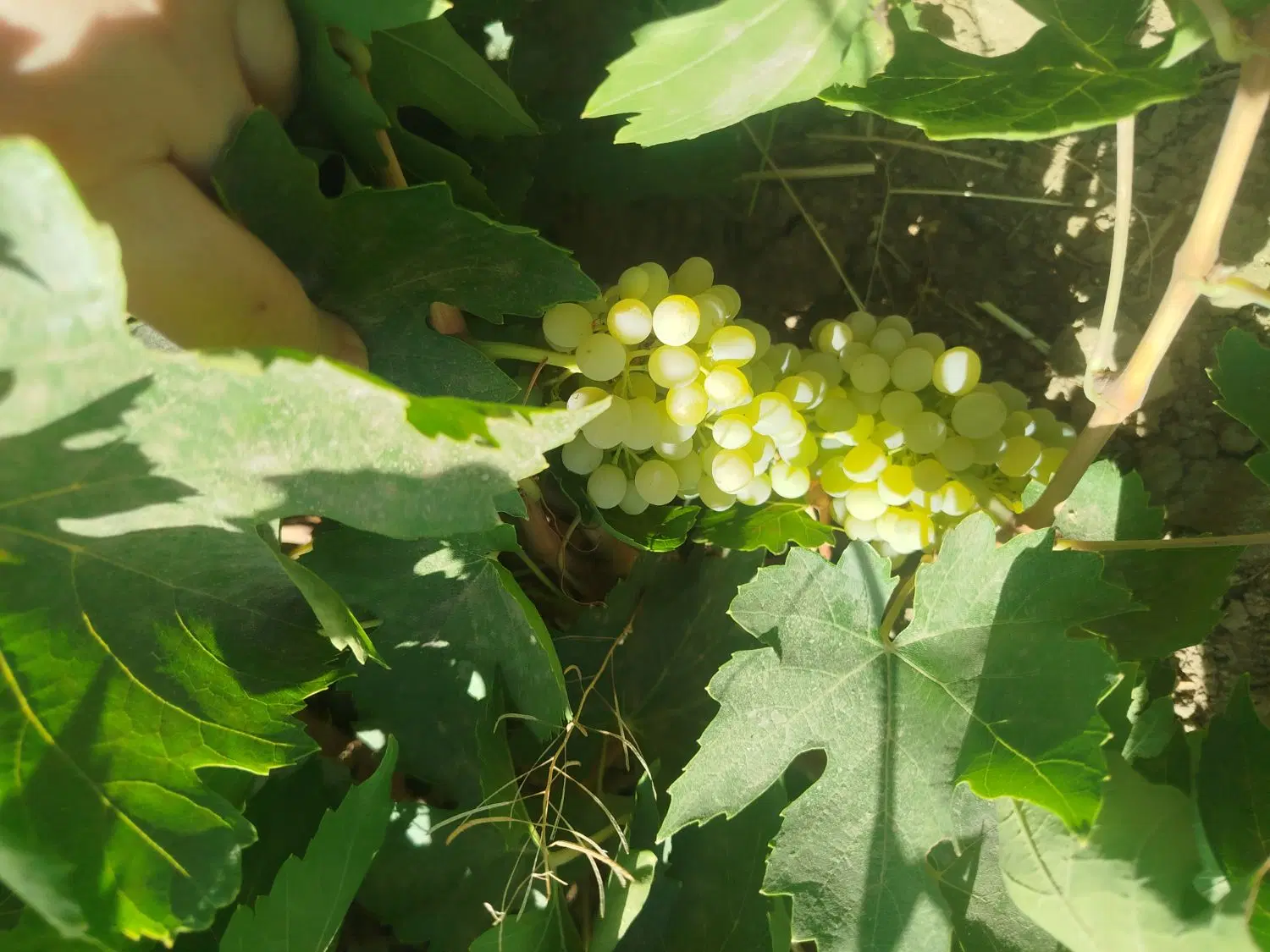 باغ انگور ومیوه