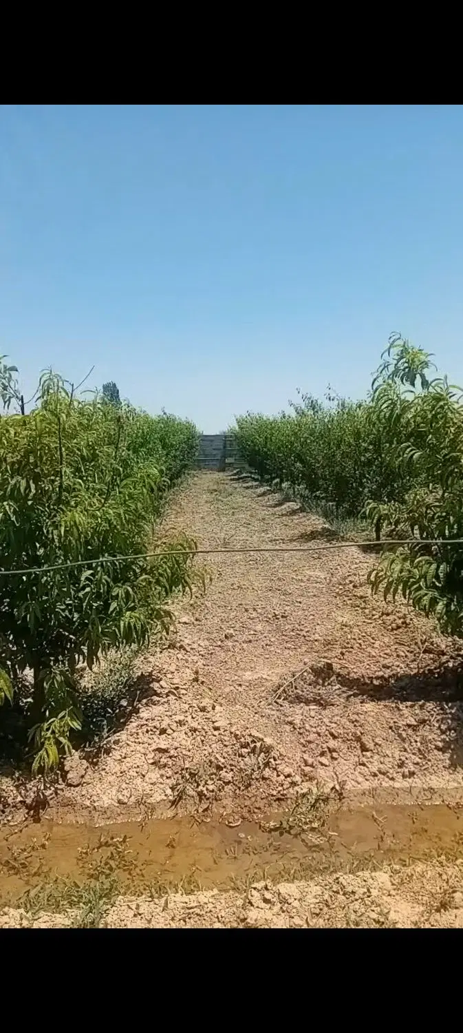 باغچه ویلایی