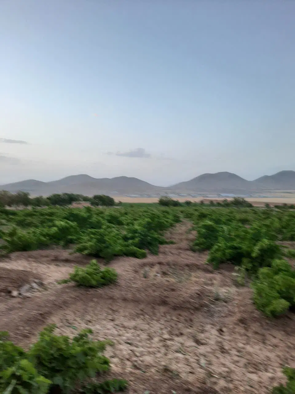 زمین کشاورزی