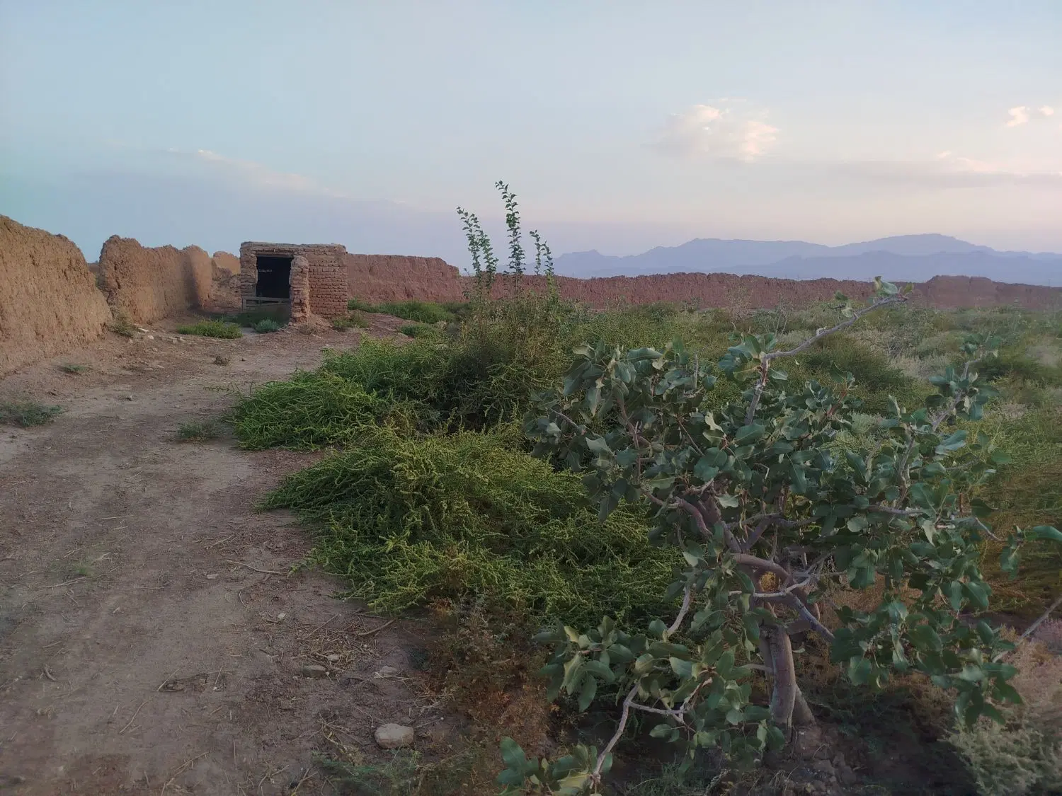 ۳۲۵قصب زمین سه کیلومتری زنگی آباد(احمدآباد)