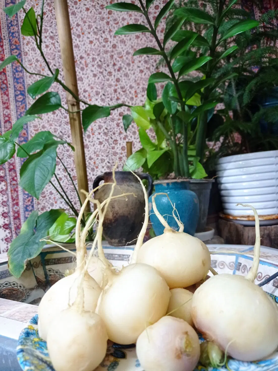 باغ قدیمی مشجر زردنجان