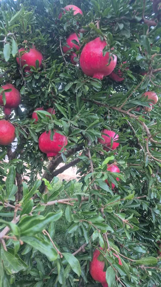 باغ  شهری سیاخ دارنگون
