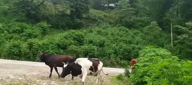 جاده بهشت شمال