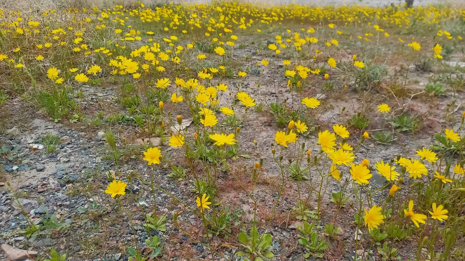 زمین زراعی به متراژ ۷۵۰ متر