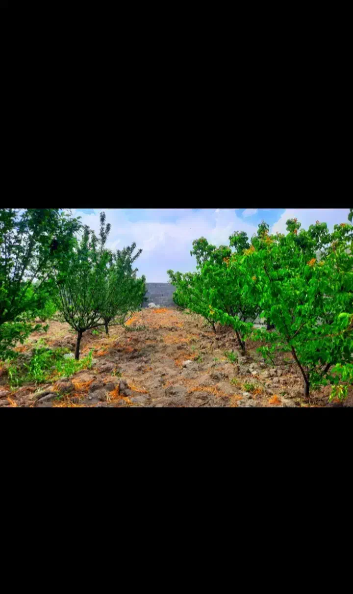 باغچه ۲۰۰ متری چهاردیواری اقتصادی