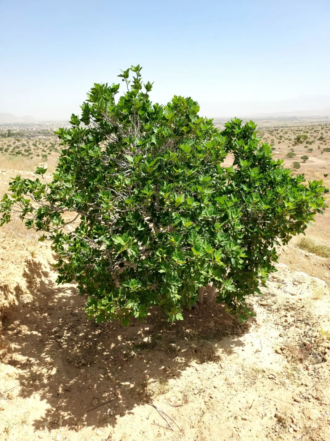 فروش انجیرستان به متراژ ۲۵۵۰ متر