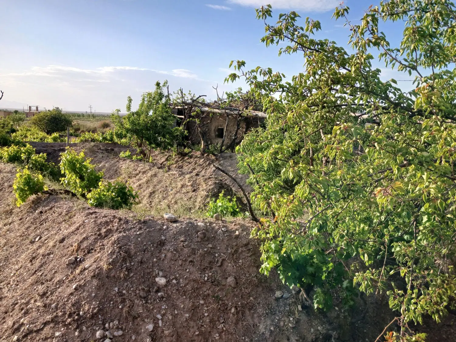 باغ انگور