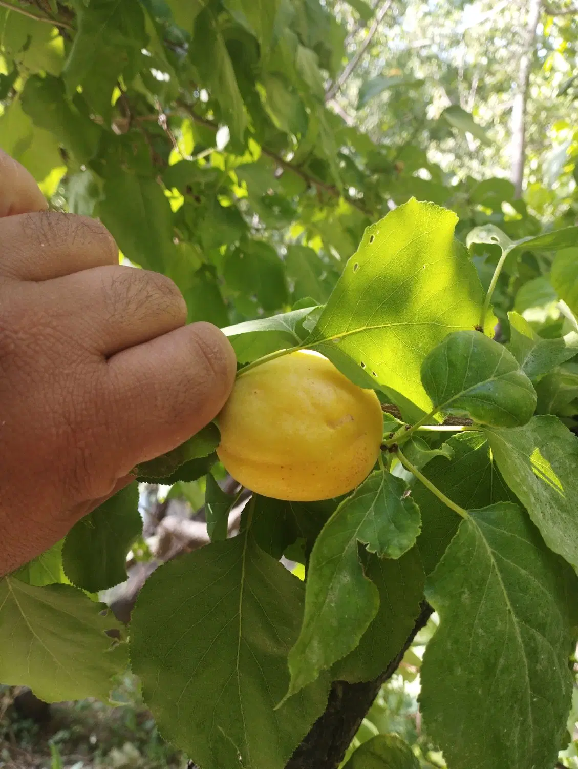 باغ آبشینه