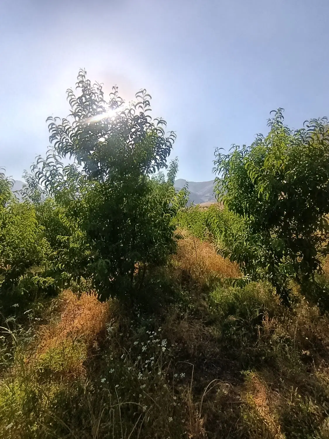 ۷۰۰ متر باغ فنسی سندی