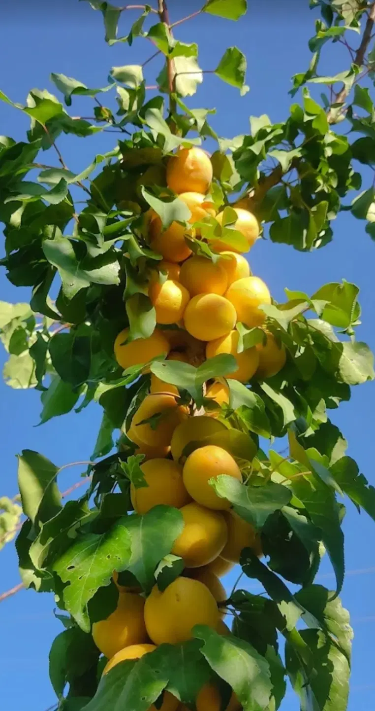 باغچه و زمین خالی