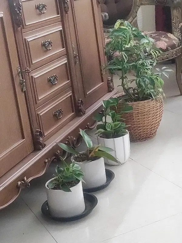 اجاره خانه ویلایی