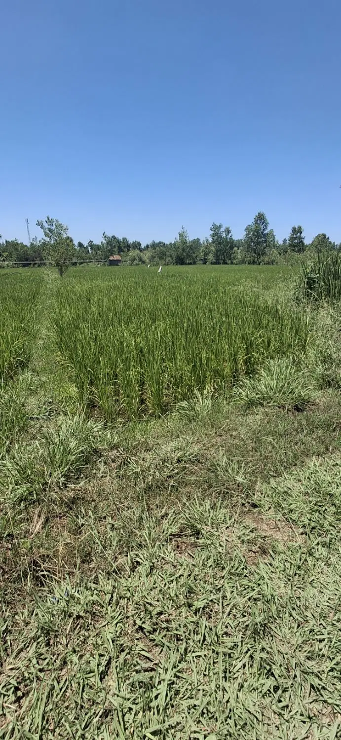 فروش زمین زراعی 3000مترچسبیده به مسکونی سنگر