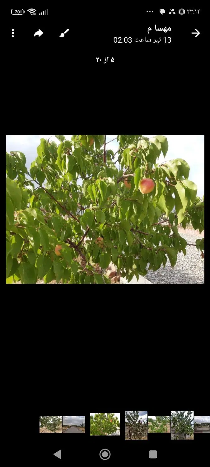 باغ