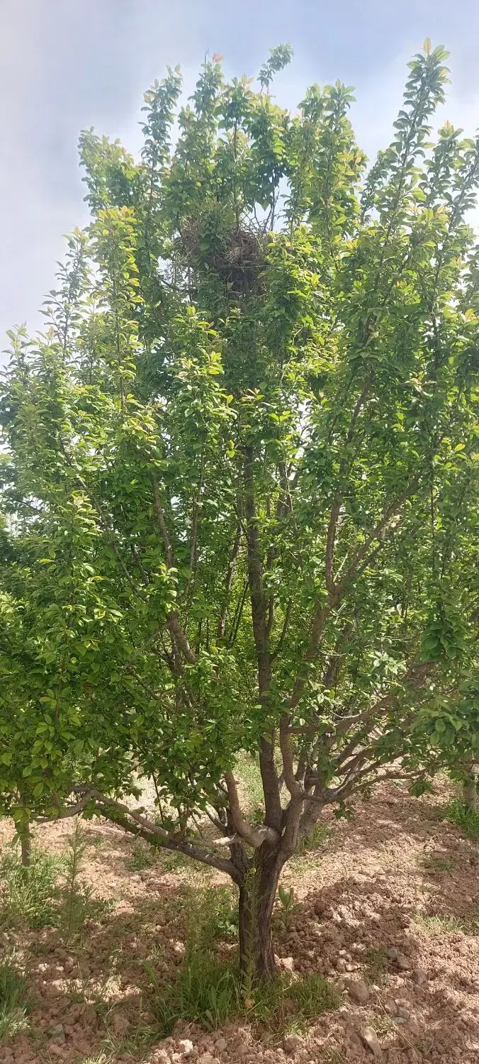 باغ میوه