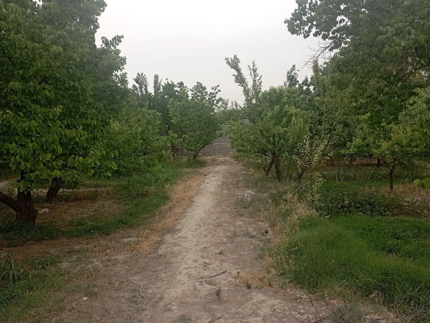 باغ میوه تهاتر