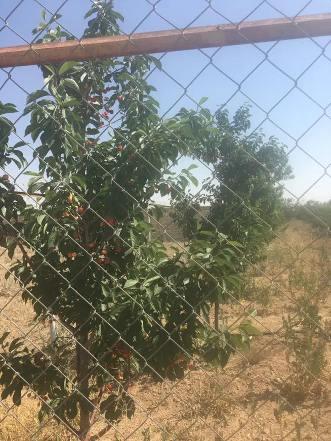 باغ هزار متری با درختان بارده گاوخونه