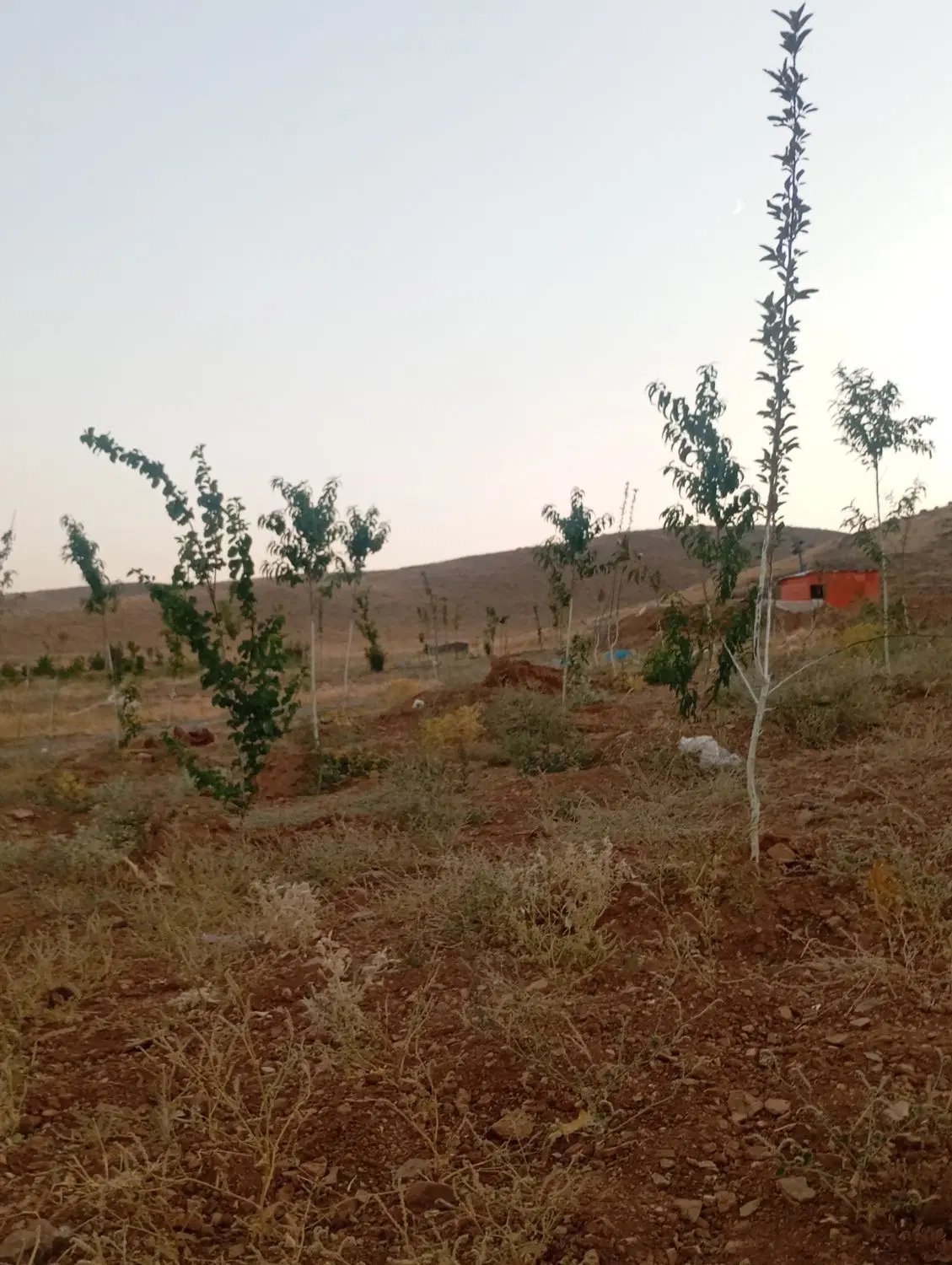 باغ سه ساله اول ازنا