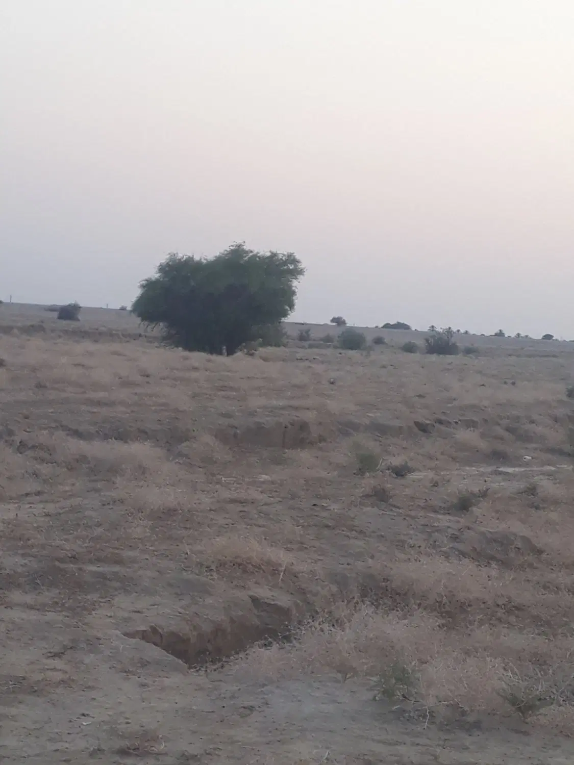 زمین مناسب باغ و طرح تولیدی