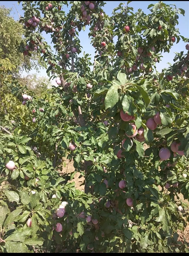 فروش باغ آلو بهترین رقم آلو و گردو مثمر