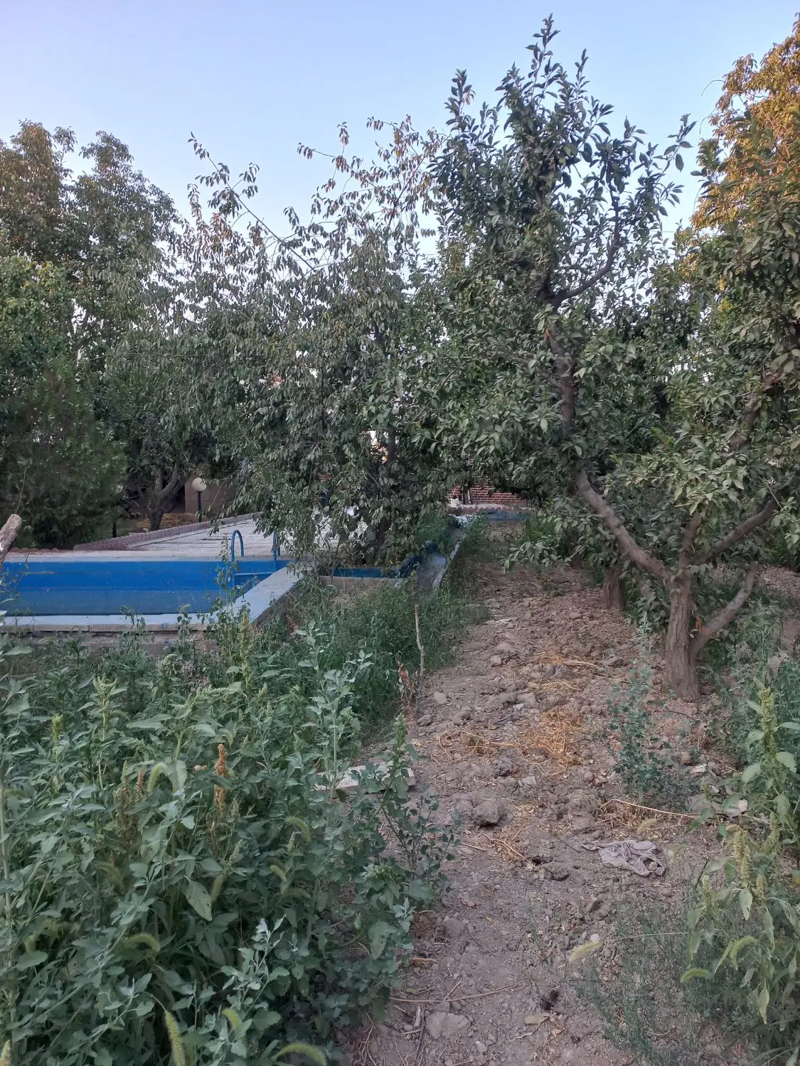 باغ میوه