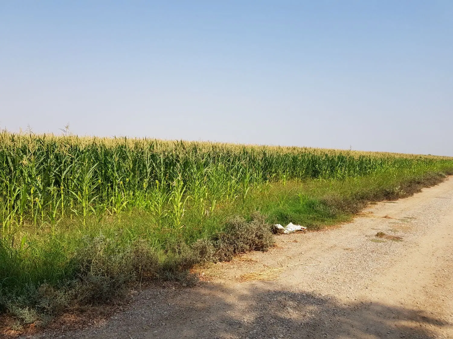 دو قطعه زمین کشاورزی دیم 4 و 16 هکتار روستای مازو