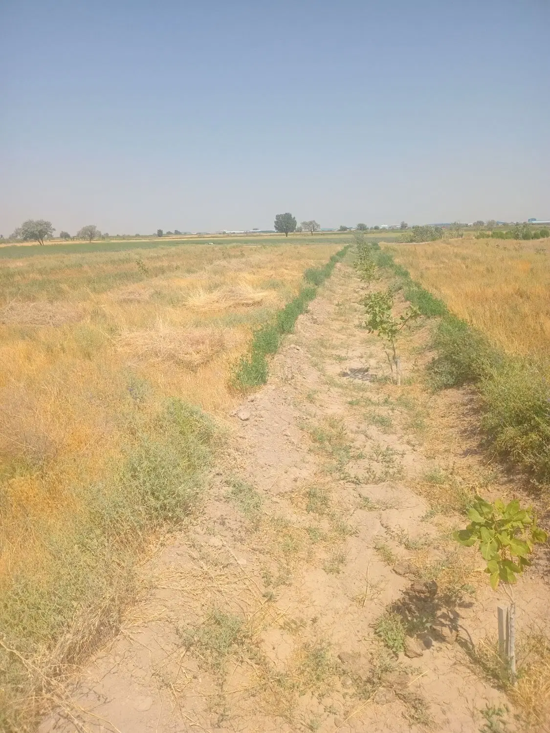 زمین در بارانلو خسروشاه