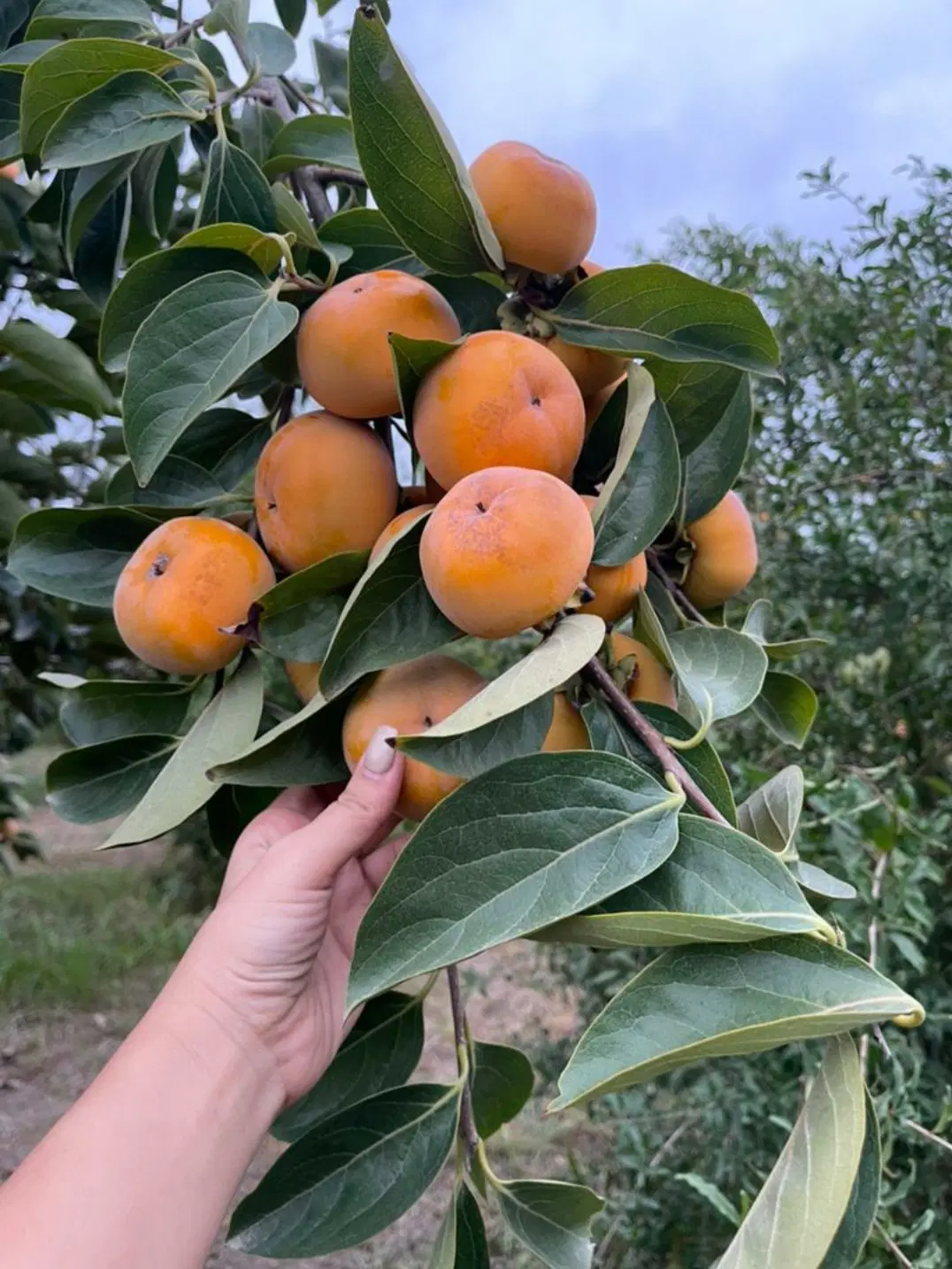 باغ