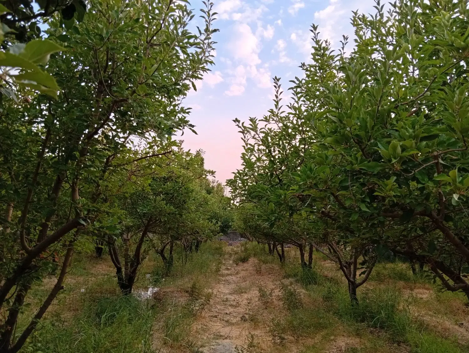 فروش باغ ثمری