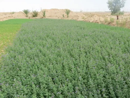 زمین کشاورزی (آب همراه زمین )