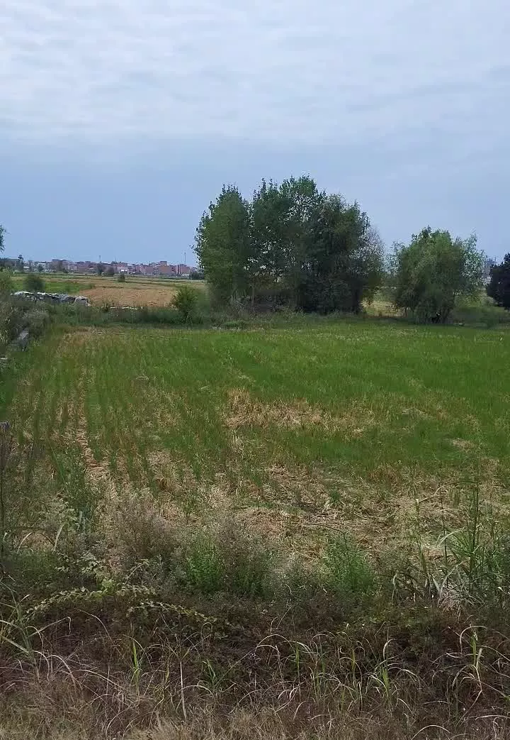 زمین کشاورزی