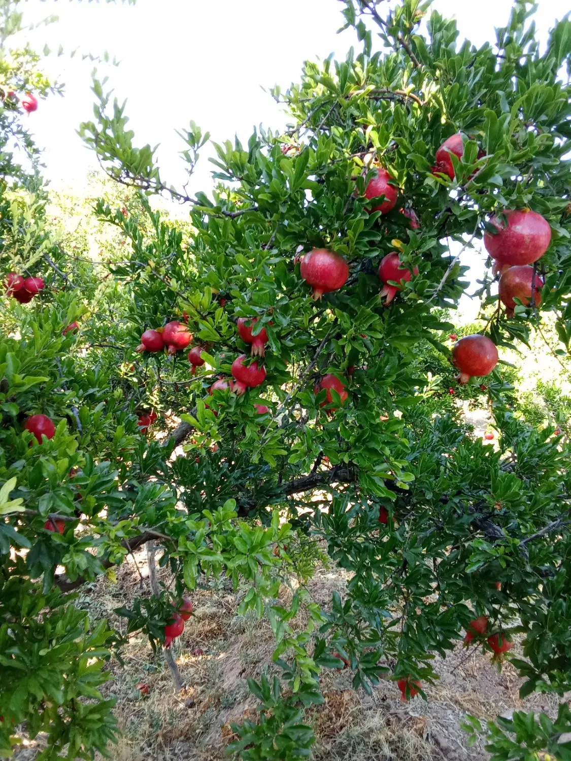 فروش فوری زمین در جدول غوره