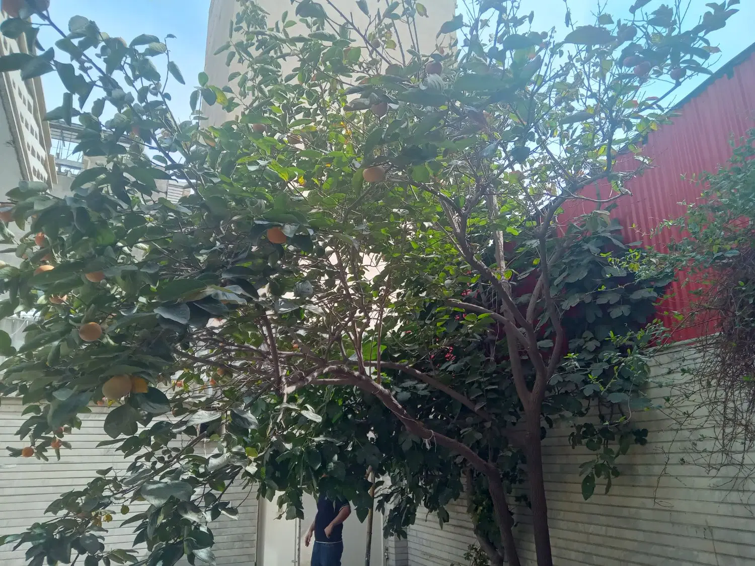 ملک ویلایی سند شش دانگ