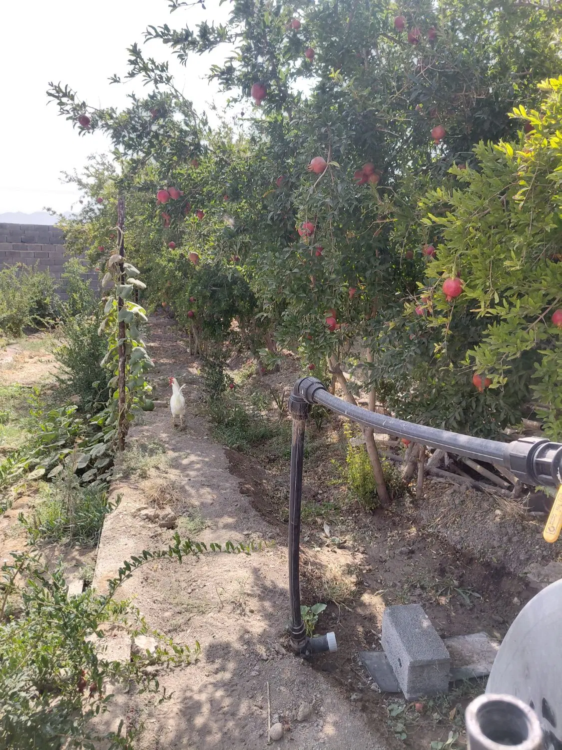 باغ