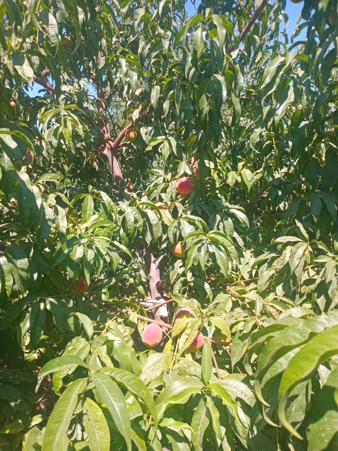 یک باب ویلا به متراژ ۴۰۰متر