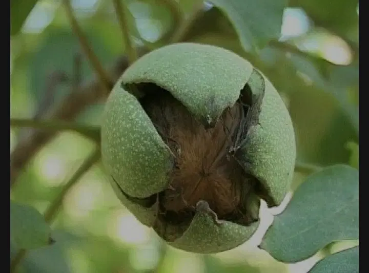 زمین کشاورزی