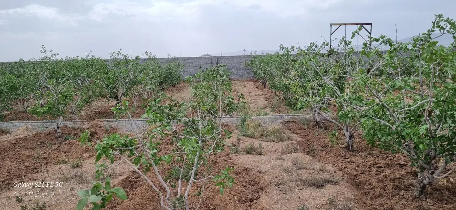 باغ پسته چهاردیواری