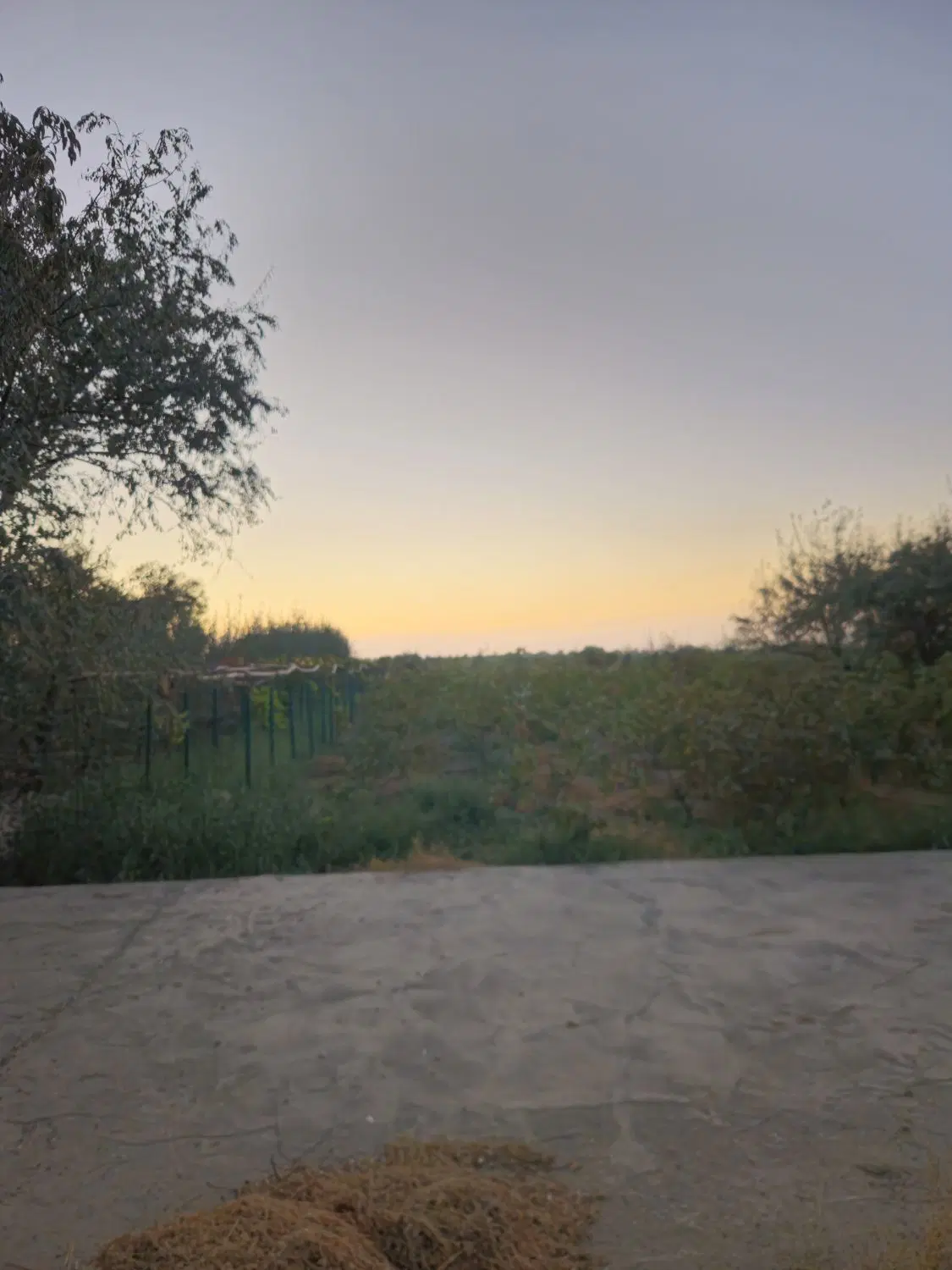 زمین و باغ پسته و انار