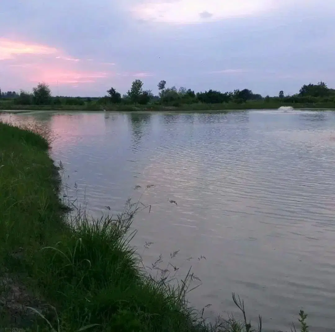 اجاره یک هکتار استخر پرورش ماهی