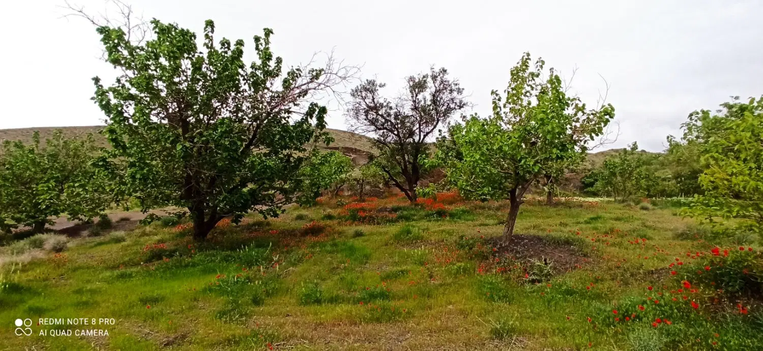باغ نغندر ییلاقی