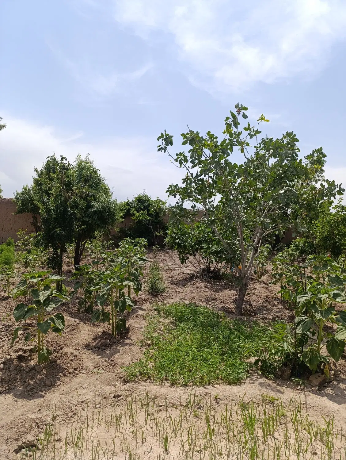 باغ واقع در اردسمان